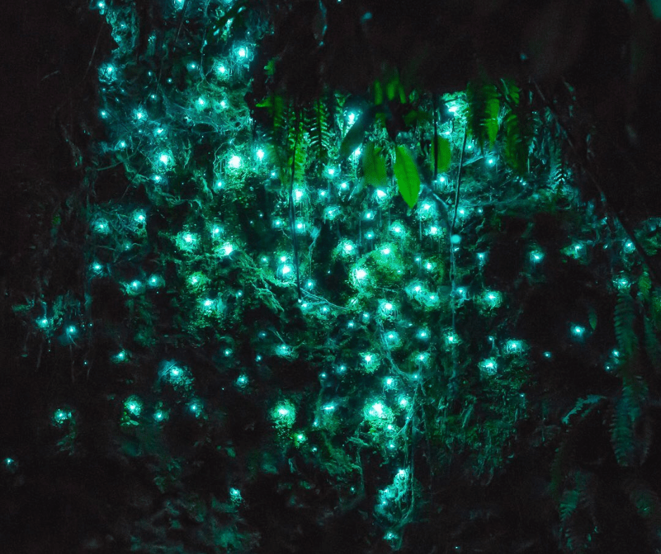 Glow worms in Kakahi credit wildplacesoverland - Visit Ruapehu.png